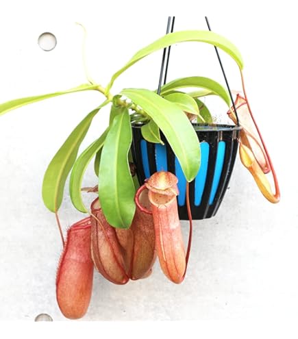 Amazon.co.jp: PLANCHU 食虫植物 ネペンテス ガヤ 5号吊り鉢